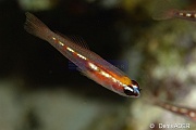 Coryphopterus hyalinus Gobie de verre masque noir-Bonaire Sampler-16m-20180219-Denis-ADER-C_6681-1_tn